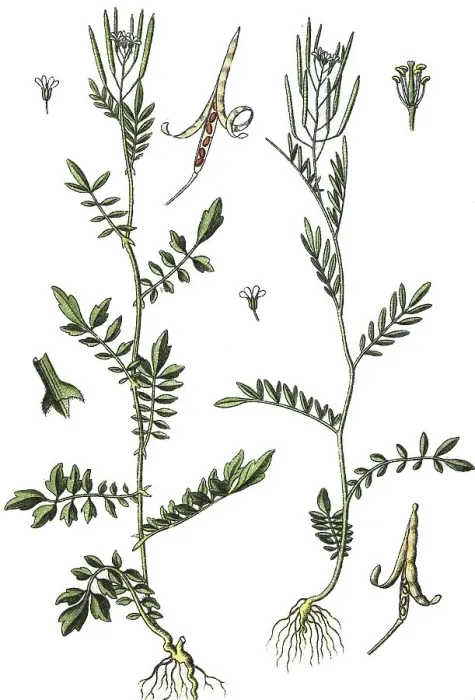 Framed Print : Narrowleaf Bittercress or Narrow-leaved Bittercress (Cardamine impatiens) Framed Print : Narrowleaf Bittercress or Narrow-leaved Bittercress (Cardamine impatiens)