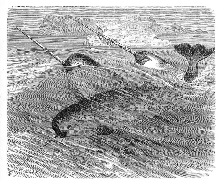 Framed Print : Narwhal (Monodon monoceros), a species of toothed whale Framed Print : Narwhal (Monodon monoceros), a species of toothed whale