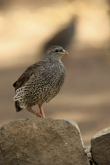 Framed Print : Natal spurfowl or Natal francolin (Francolinus natalensis)