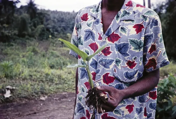 Framed Print : Native with arrowroot plant, Maranta arundinacea, St Vincent, Leeward Islands, West Indies, 1962