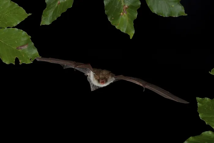 Framed Print : Natterer's Bat (Myotis nattereri) in flight