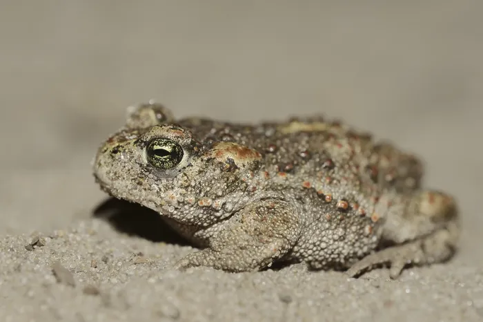 Framed Print : Natterjack toad (Epidalea calamita) Framed Print : Natterjack toad (Epidalea calamita)