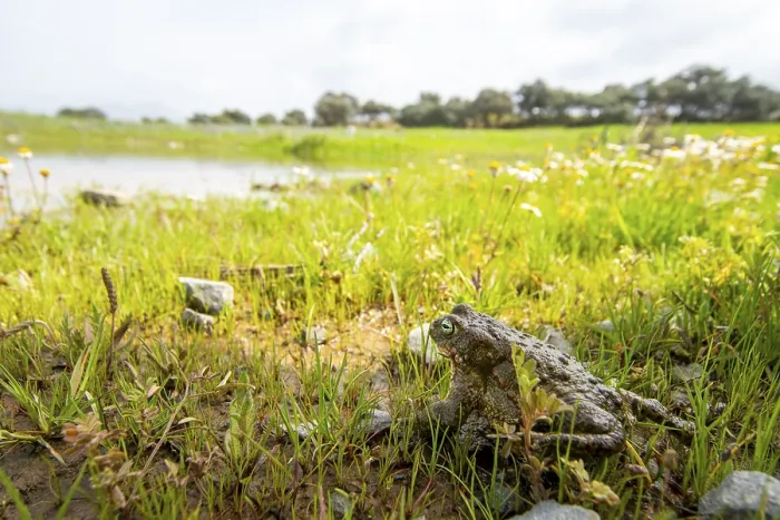 Framed Print : A natterjack toad, Epidalea calamita