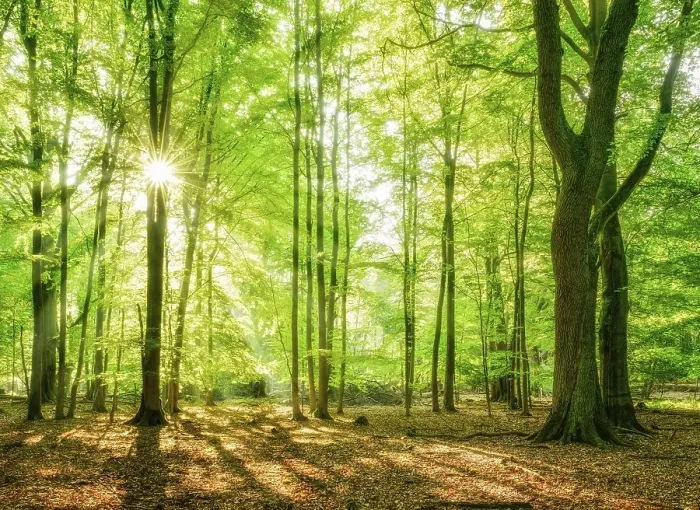 Framed Print : Natural beech forest in the early morning