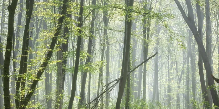 Framed Print : Natural beech forest in early spring