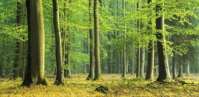 Framed Print : Natural beech forest (Fagus) on the ridge Finne