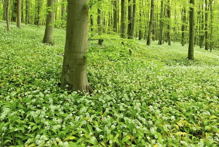 Framed Print : Natural beech forest, flowering wild garlic