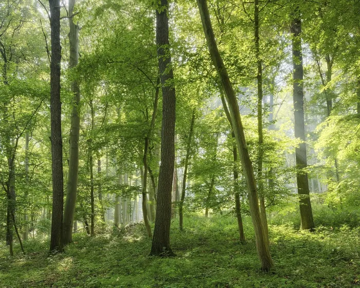 Framed Print : Natural mixed forest of oaks and beeches in the morning light