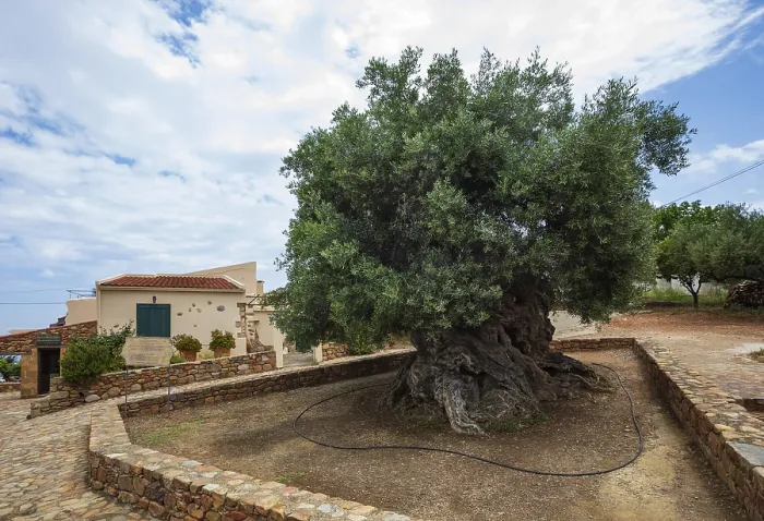 Framed Print : Natural monument, oldest olive tree in the world in the village of Pano Vouves Framed Print : Natural monument, oldest olive tree in the world in the village of Pano Vouves