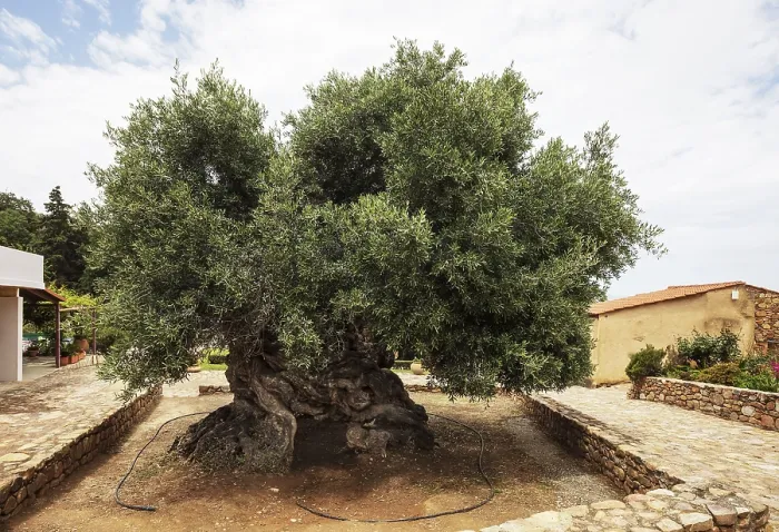 Framed Print : Natural monument, oldest olive tree in the world in the village of Pano Vouves