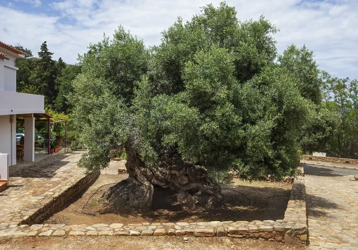 Framed Print : Natural monument, oldest olive tree in the world in the village of Pano Vouves