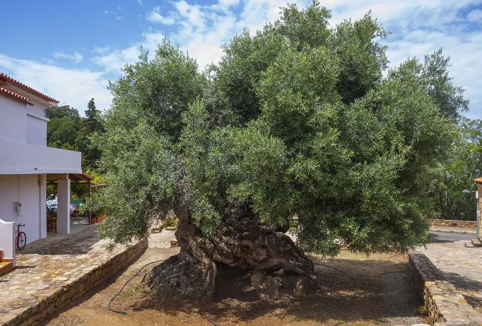 Framed Print : Natural monument, oldest olive tree in the world in the village of Pano Vouves