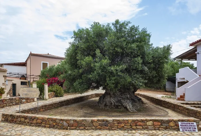 Framed Print : Natural monument, oldest olive tree in the world in the village of Pano Vouves Framed Print : Natural monument, oldest olive tree in the world in the village of Pano Vouves