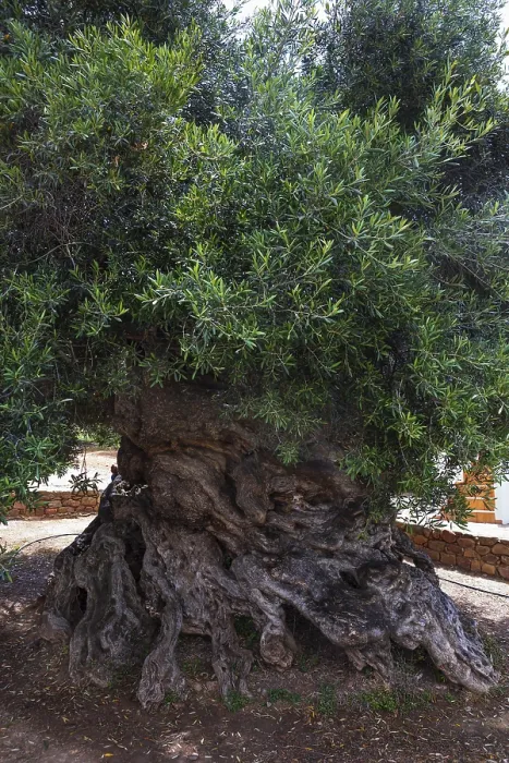 Framed Print : Natural monument, oldest olive tree in the world in the village of Pano Vouves