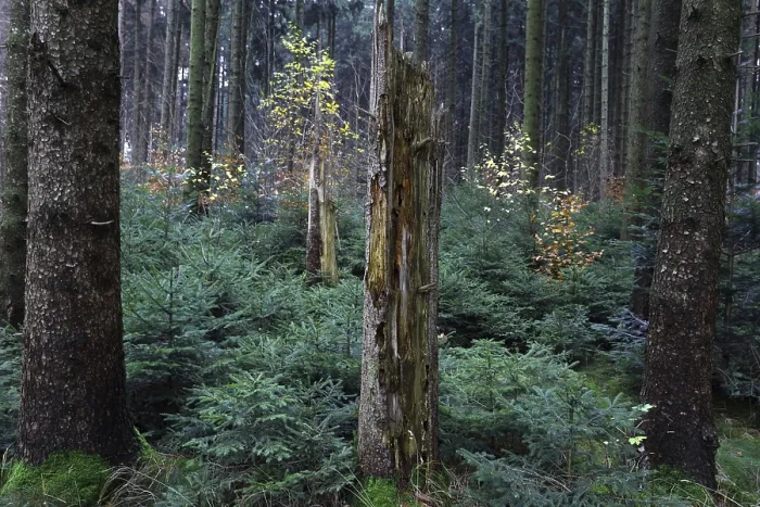 Framed Print : Natural regeneration in spruce forests Framed Print : Natural regeneration in spruce forests