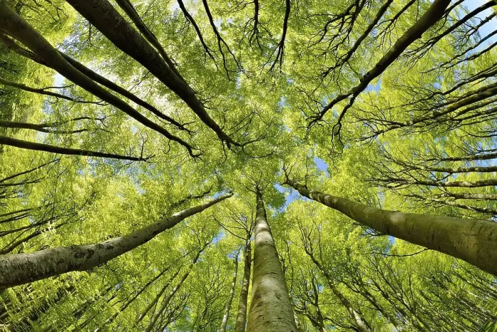 Framed Print : Natural sunny beech forest in spring