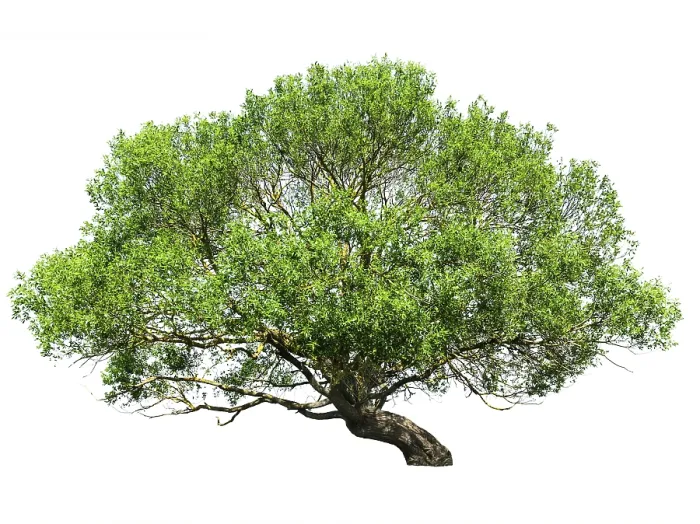 Framed Print : Natural tree isolated on white