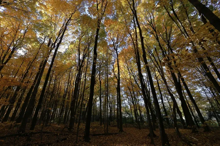 Framed Print : Nature, autumnal forest, view from below into the tree tops