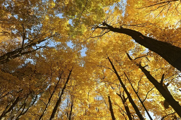 Framed Print : Nature, autumnal forest, view from below into the tree tops Framed Print : Nature, autumnal forest, view from below into the tree tops