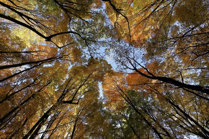 Framed Print : Nature, autumnal forest, view from below into the tree tops Framed Print : Nature, autumnal forest, view from below into the tree tops