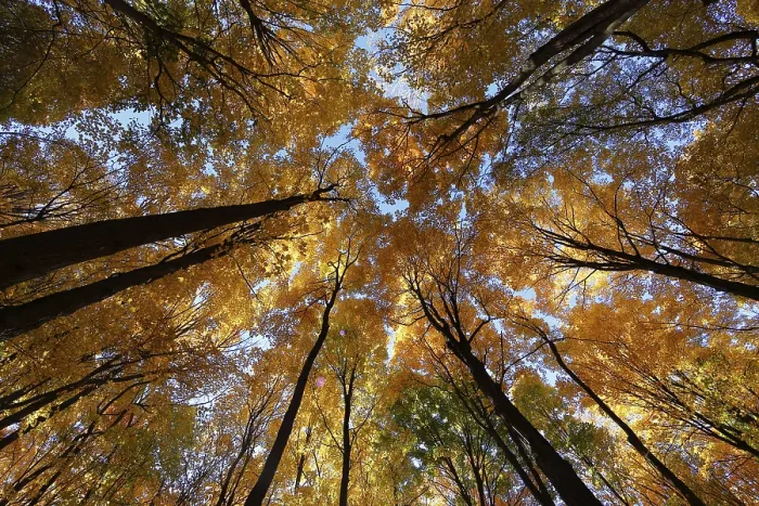 Framed Print : Nature, autumnal forest, view from below into the tree tops Framed Print : Nature, autumnal forest, view from below into the tree tops