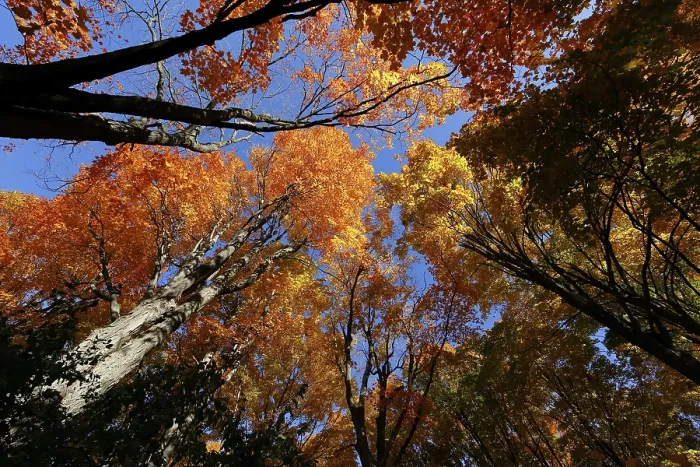 Framed Print : Nature, autumnal forest, view from below into the tree tops