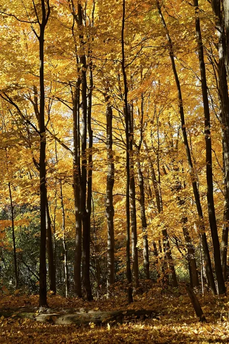 Framed Print : Nature, autumnal forest, view from below into the tree tops Framed Print : Nature, autumnal forest, view from below into the tree tops
