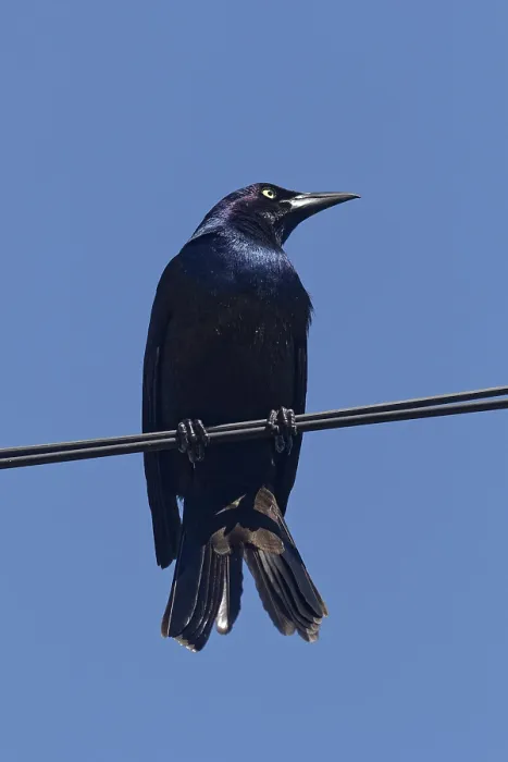 Framed Print : Nature, bird, Common Grackle (Quiscalus quiscula) Province of Quebec