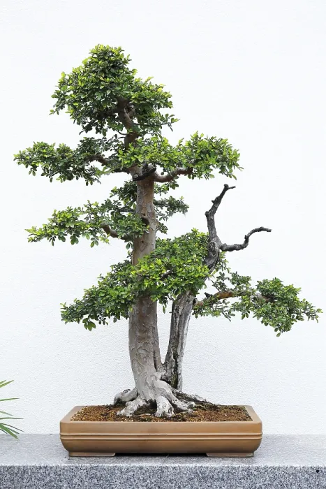 Framed Print : Nature, bonsai plant, Botanical Garden