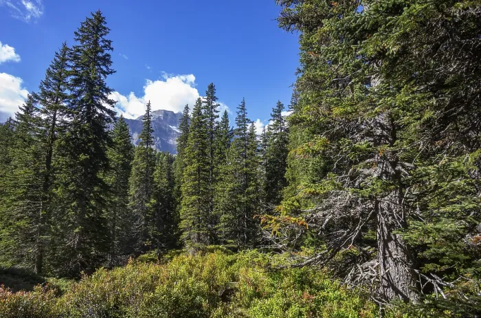 Framed Print : Nature experience trail through the Rauris primeval forest