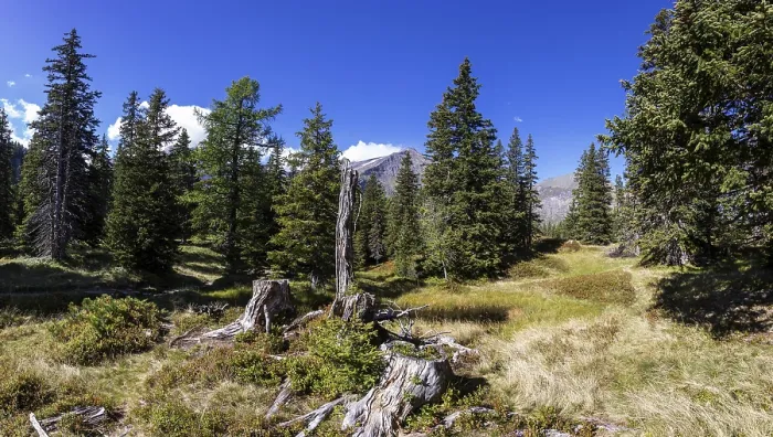 Framed Print : Nature experience trail through the Rauris primeval forest