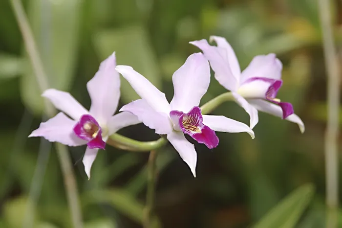 Framed Print : Nature, Flower, Laelia anceps Orchid Framed Print : Nature, Flower, Laelia anceps Orchid
