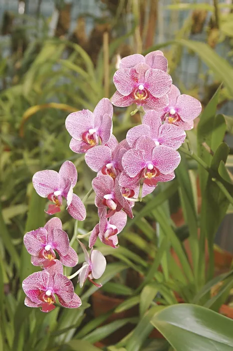 Framed Print : Nature, Flower, Phalaenopsis Hybrid