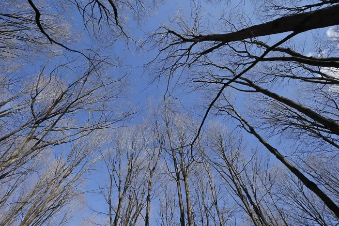 Framed Print : Nature, forest, tree tops from below Framed Print : Nature, forest, tree tops from below