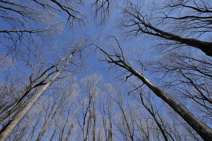 Framed Print : Nature, forest, tree tops from below Framed Print : Nature, forest, tree tops from below