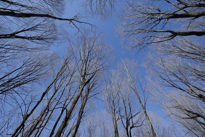 Framed Print : Nature, forest, tree tops from below Framed Print : Nature, forest, tree tops from below