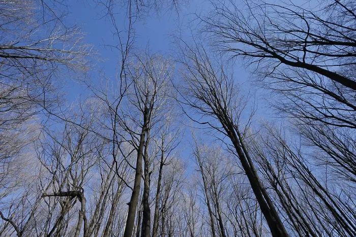 Framed Print : Nature, forest, tree tops from below Framed Print : Nature, forest, tree tops from below