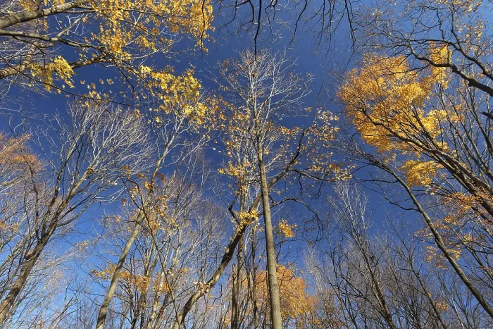 Framed Print : Nature, late autumnal forest colours