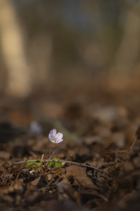 Framed Print : Nature photograph of wood sorrel (Oxalis acetosella) in spring