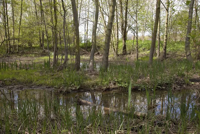 Framed Print : Nature reserve Lippeaue, Lippe River floodplains