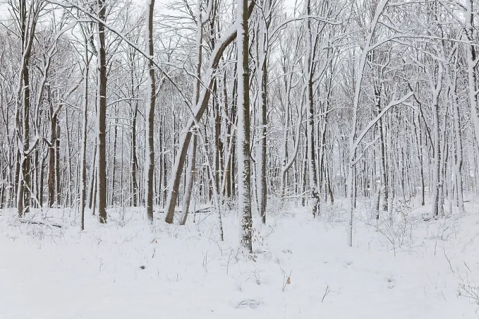 Framed Print : Nature, snow covered tree trunks