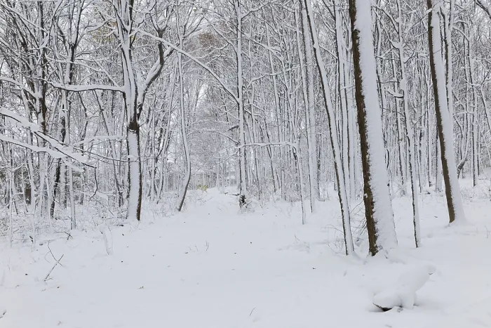 Framed Print : Nature, snow covered tree trunks Framed Print : Nature, snow covered tree trunks