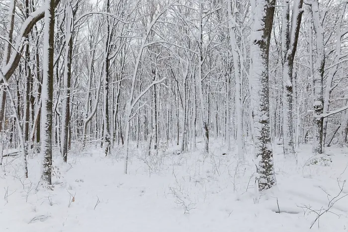 Framed Print : Nature, snow covered tree trunks