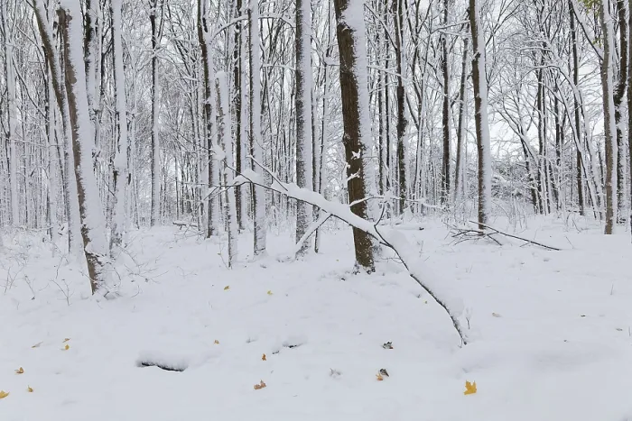 Framed Print : Nature, snow covered tree trunks Framed Print : Nature, snow covered tree trunks