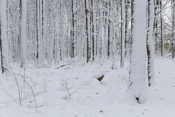 Framed Print : Nature, snow covered tree trunks Framed Print : Nature, snow covered tree trunks