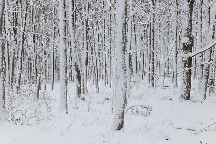 Framed Print : Nature, snow covered tree trunks