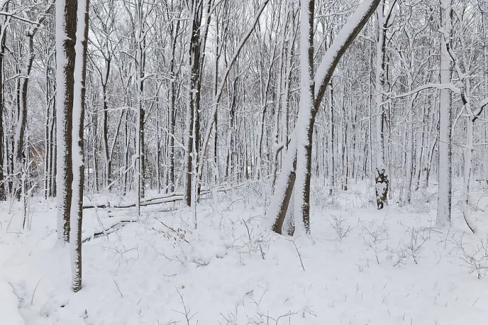 Framed Print : Nature, snow covered tree trunks