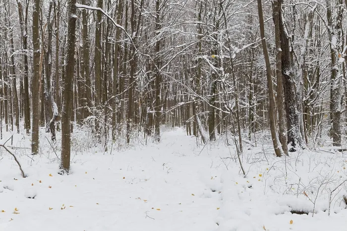 Framed Print : Nature, snow covered tree trunks Framed Print : Nature, snow covered tree trunks