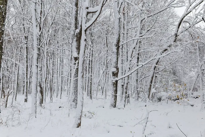 Framed Print : Nature, snow covered tree trunks Framed Print : Nature, snow covered tree trunks