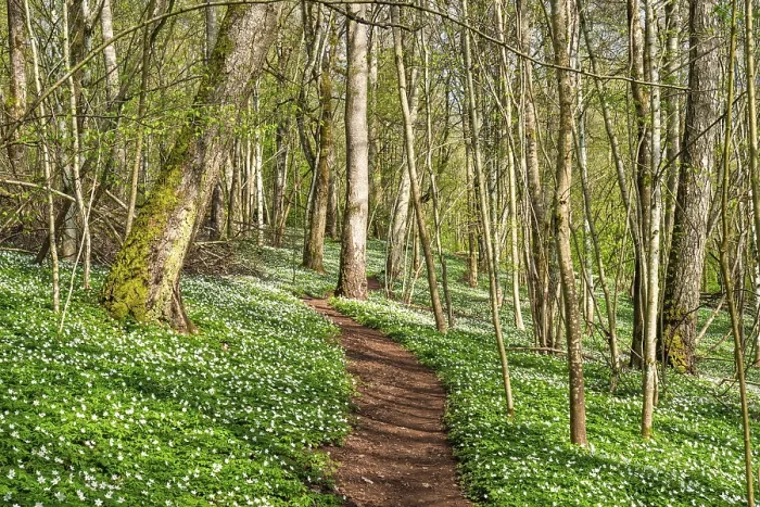 Framed Print : Nature trail in a lush forest with budding leaves on the trees and flowering Wood anemone (Anemone nemorosa) Framed Print : Nature trail in a lush forest with budding leaves on the trees and flowering Wood anemone (Anemone nemorosa)